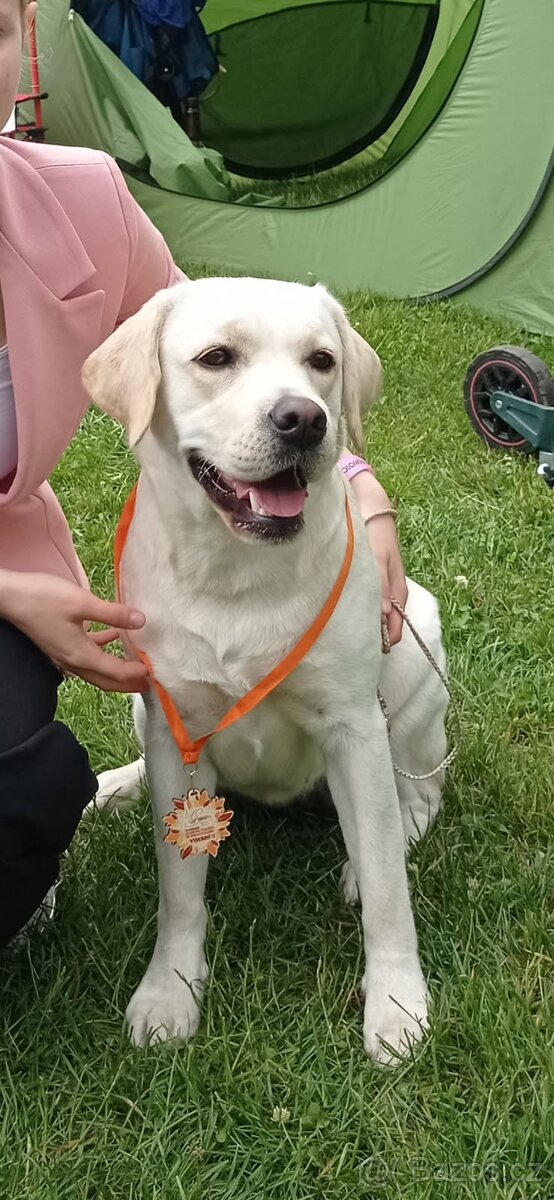 Labrador retriever - štěňátka s PP - 13