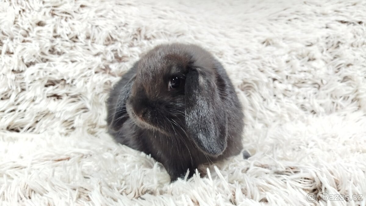 Zakrslý beránek, králíček, králík - BIBI - 13