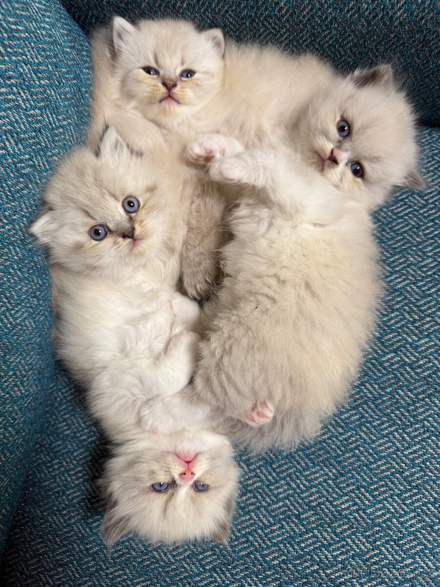 Perská činčila koťátka - 13