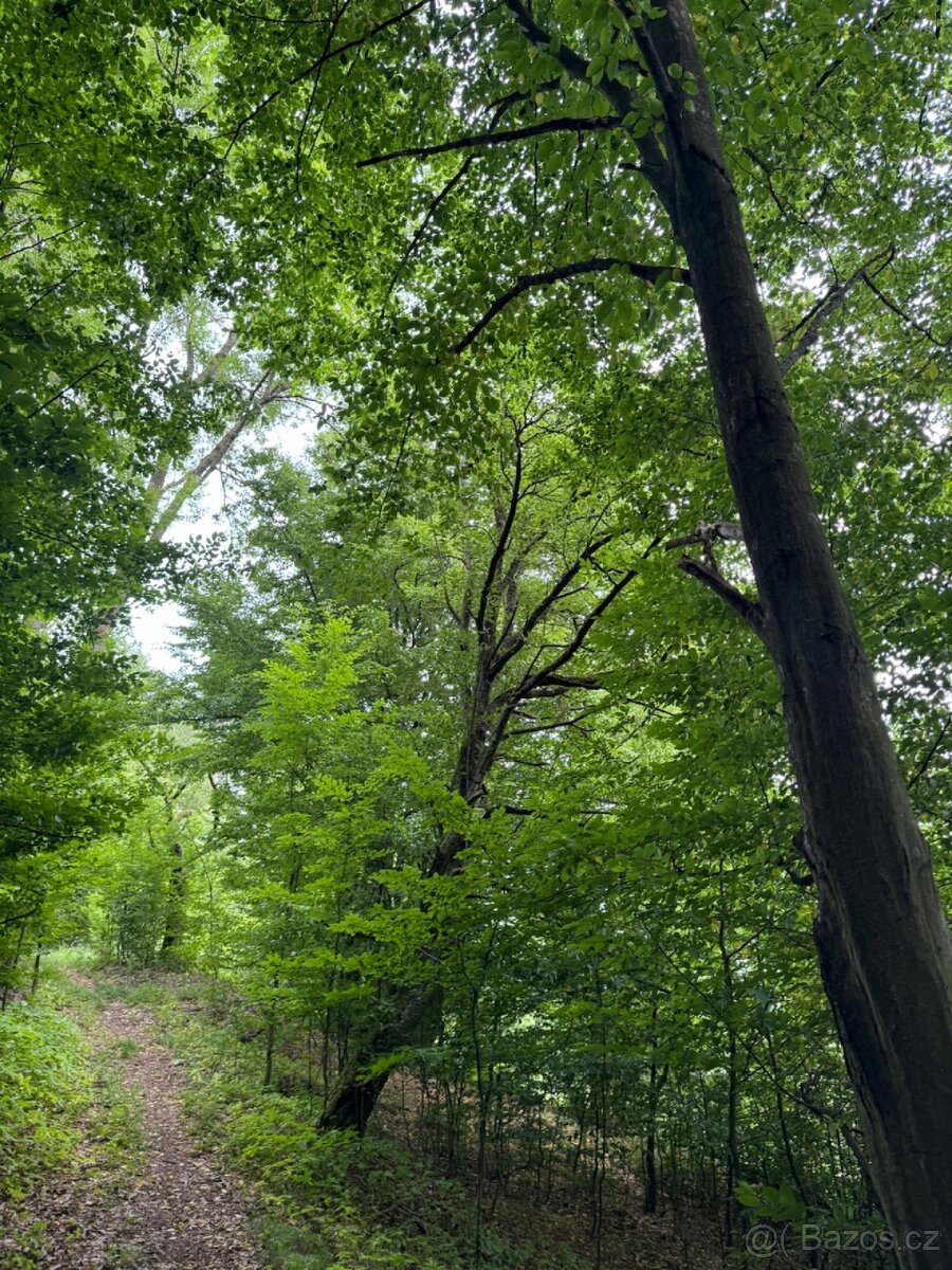 Prodám lesní pozemky v k.ú. Bohutín nad Moravou - 13