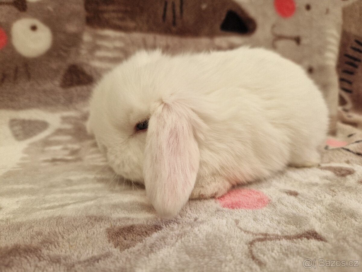 Zakrslý beránek - minilop - 13