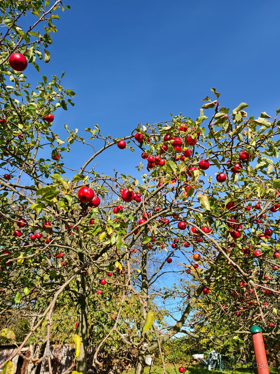 Pronájem zahrady v Plzni - Lobzy. Gril a rekreace. 1890 Kč - 13