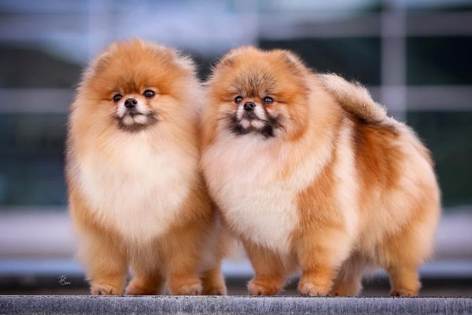 Pomeranian s pp FCI - 13