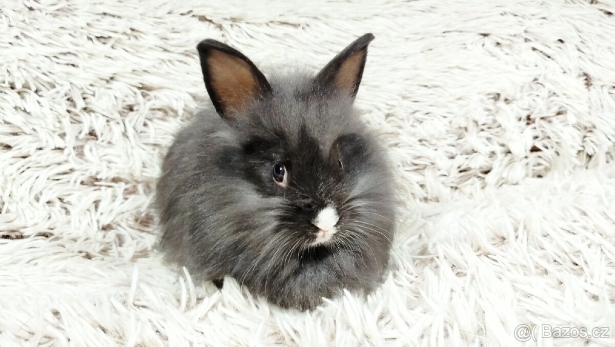 Zakrslý králík, králíček - HOLLY - 13