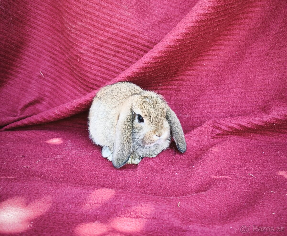 Zakrslý králík , - 13