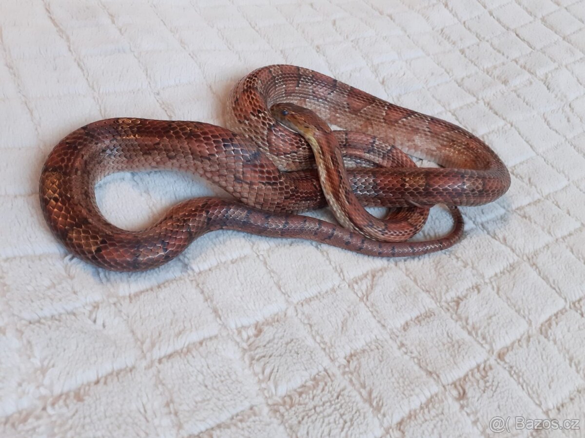 Užovky červené, krajta královská - 13