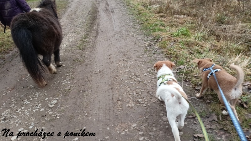 Kanaánský pes štěně s PP - 13