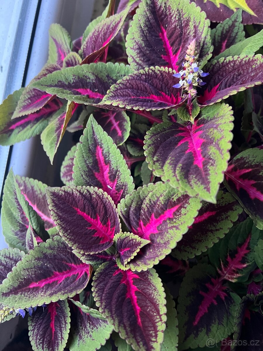 Africké kopřivy - 13