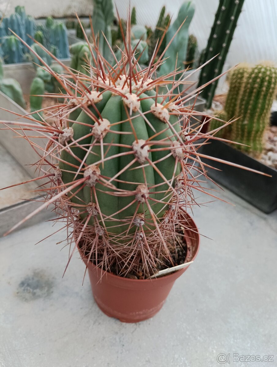 Kaktusy 🌵 sukulenty - 13