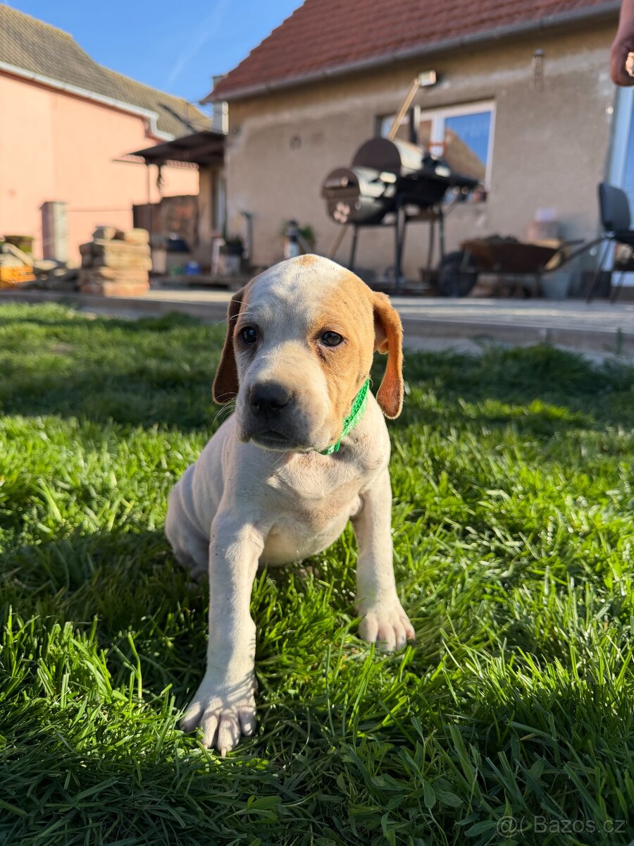 POINTER, stěňata bez P.P. - 13