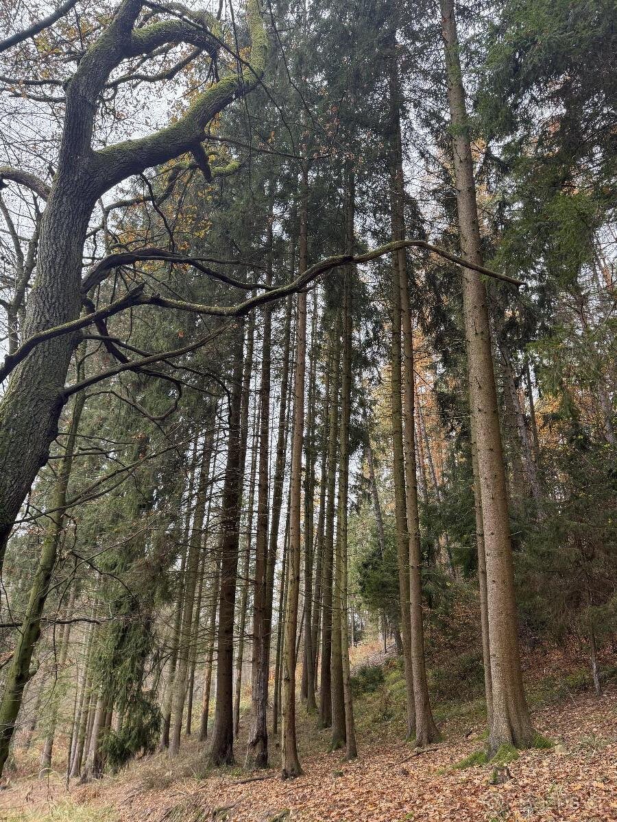 Prodám lesní pozemky v k.ú. Střemeníčko - 13