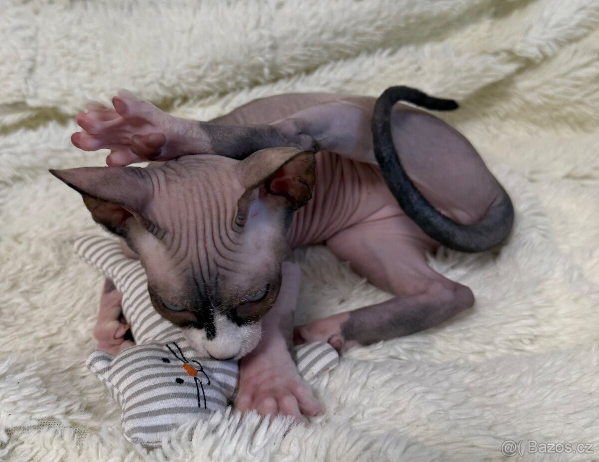 Kanadský sphynx - 13