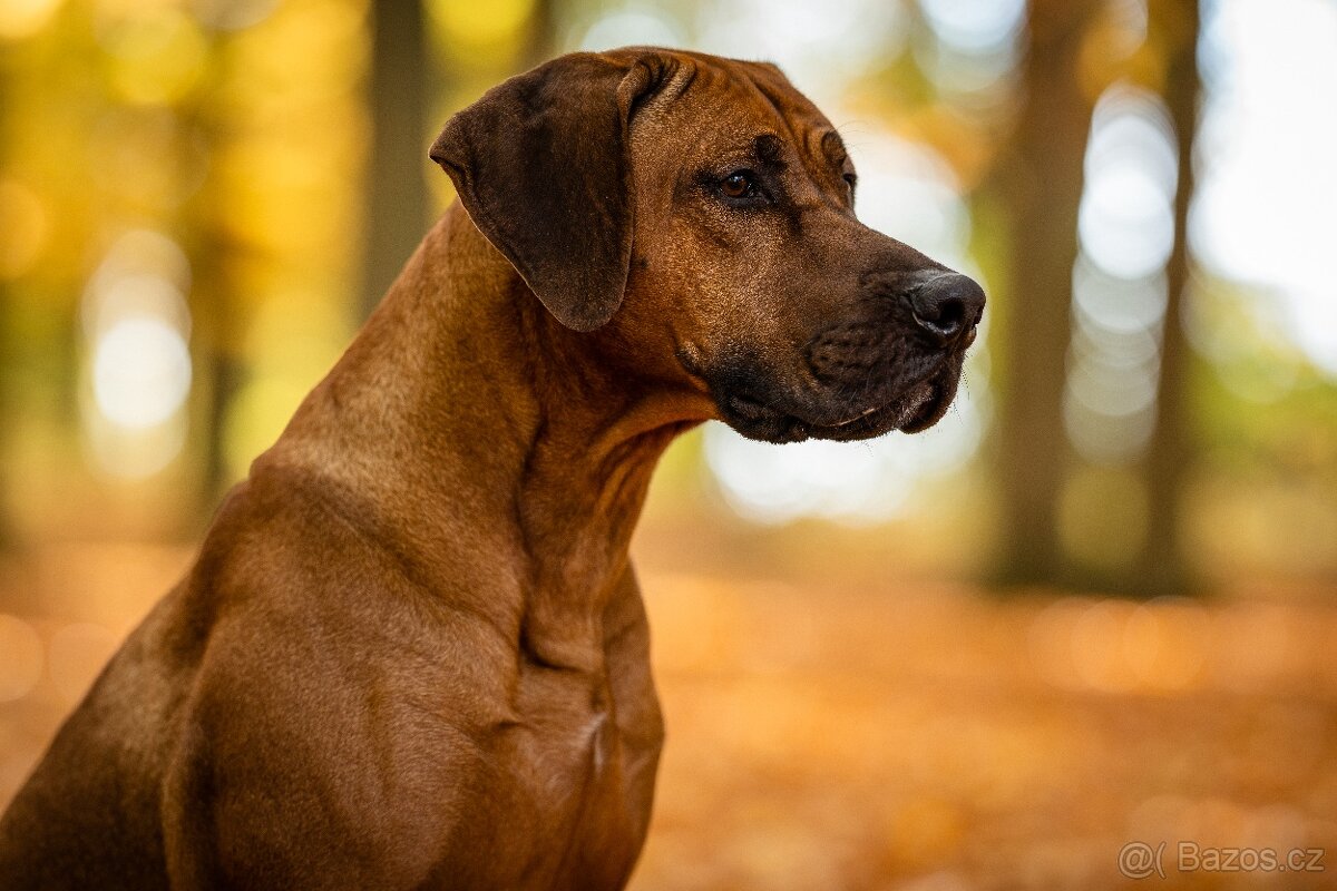Rhodézský ridgeback s PP - 13