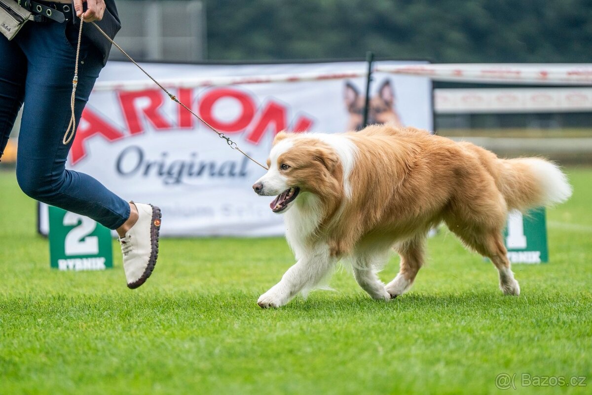 Border Kolie S PP - 13