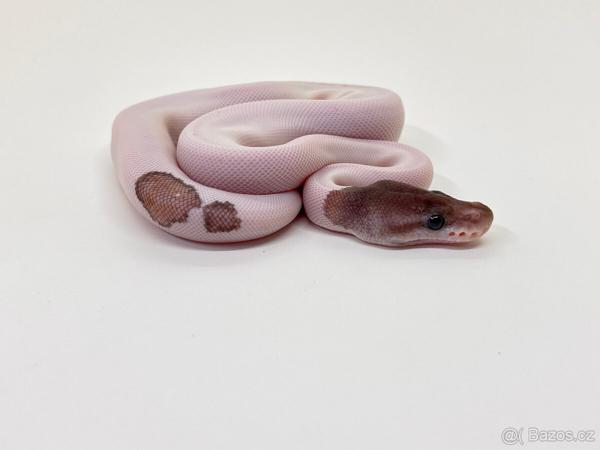 Krajta královská (Python regius) -sleva při odběru více kusů - 13