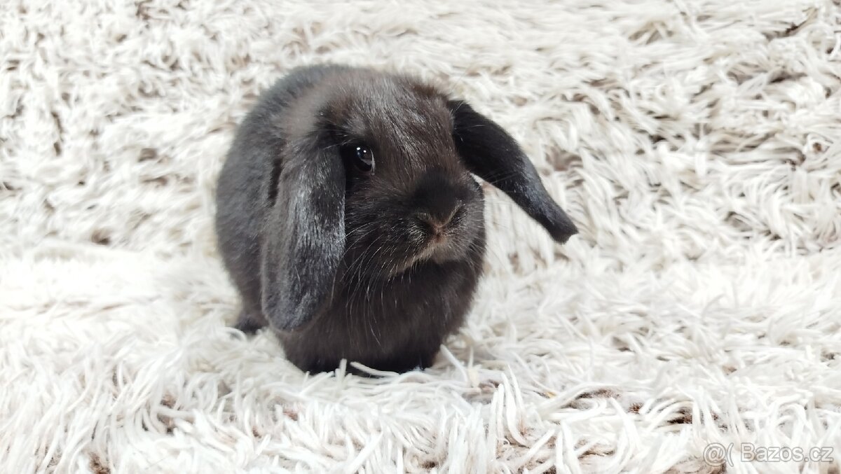 Zakrslý beránek,králík, králíček - BIBI - 13