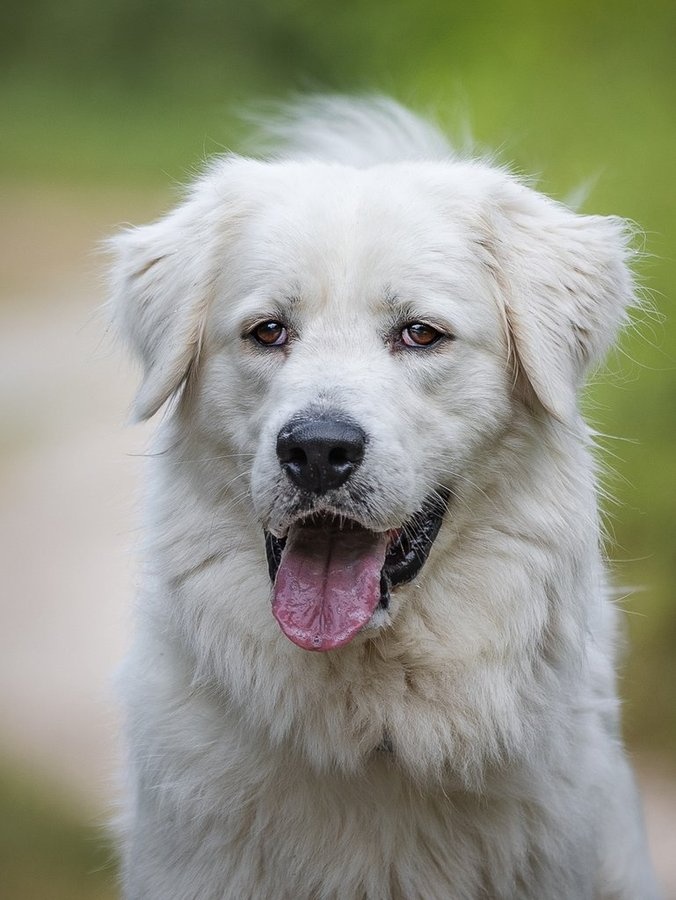 Slovenský čuvač - 13