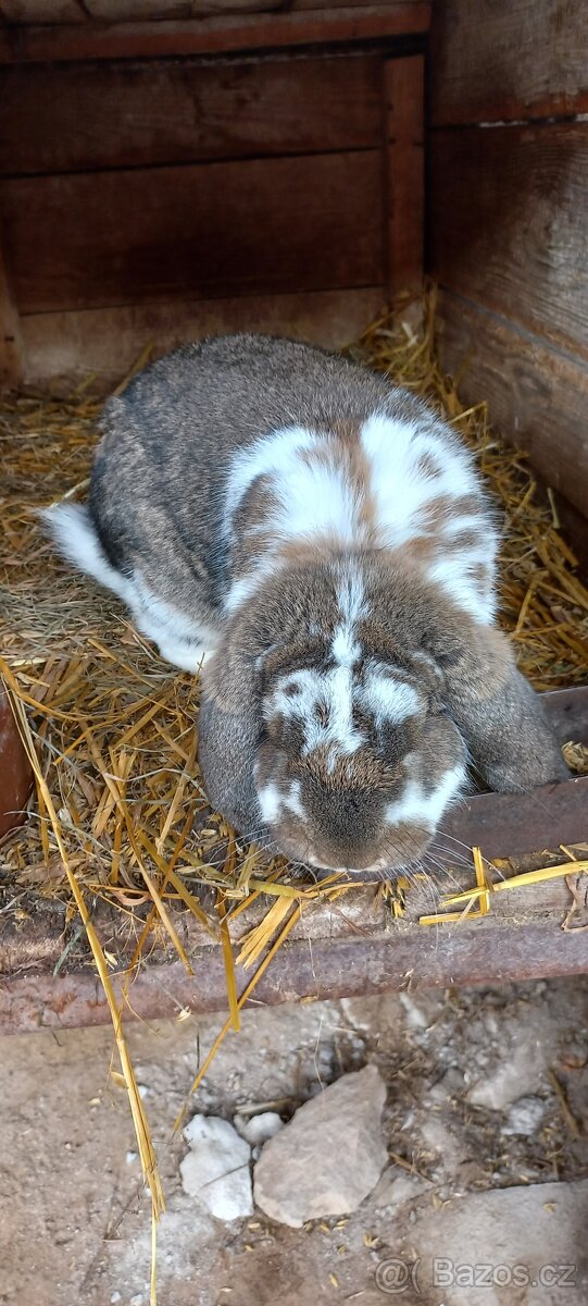 Francouzský beran - 13