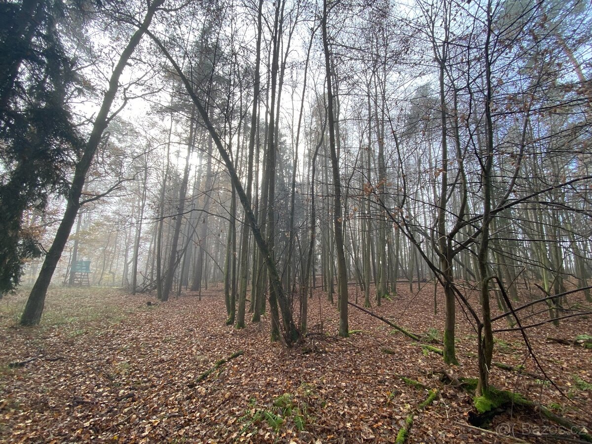 Lesní pozemek Chářovice - 13