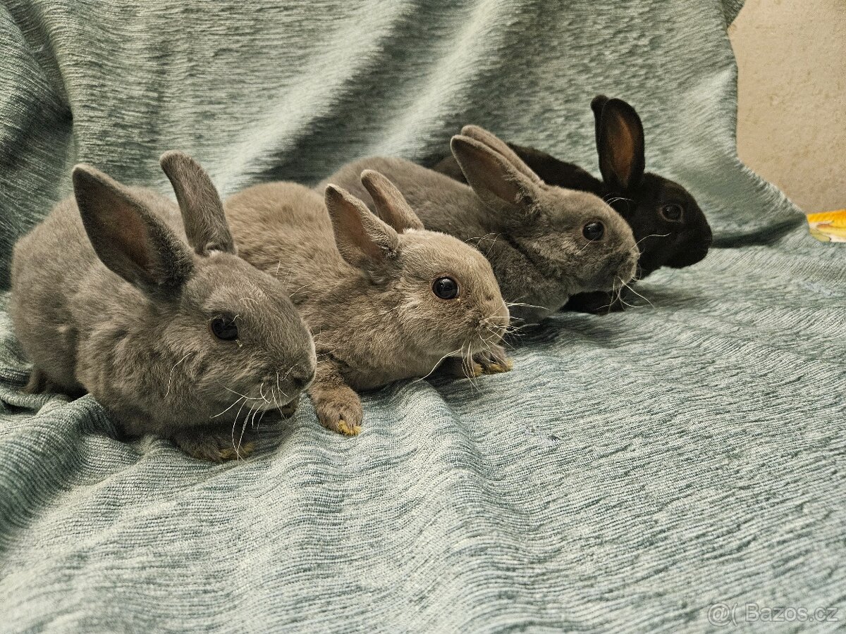Zakrslý králíček - 13