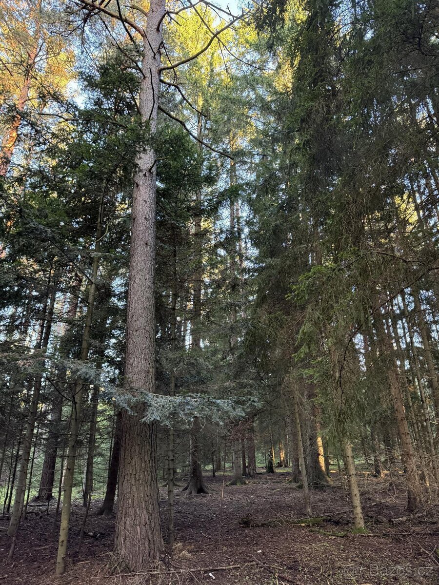 Prodám lesní pozemek v k.ú. Ločenice, p.č. 810 - 13