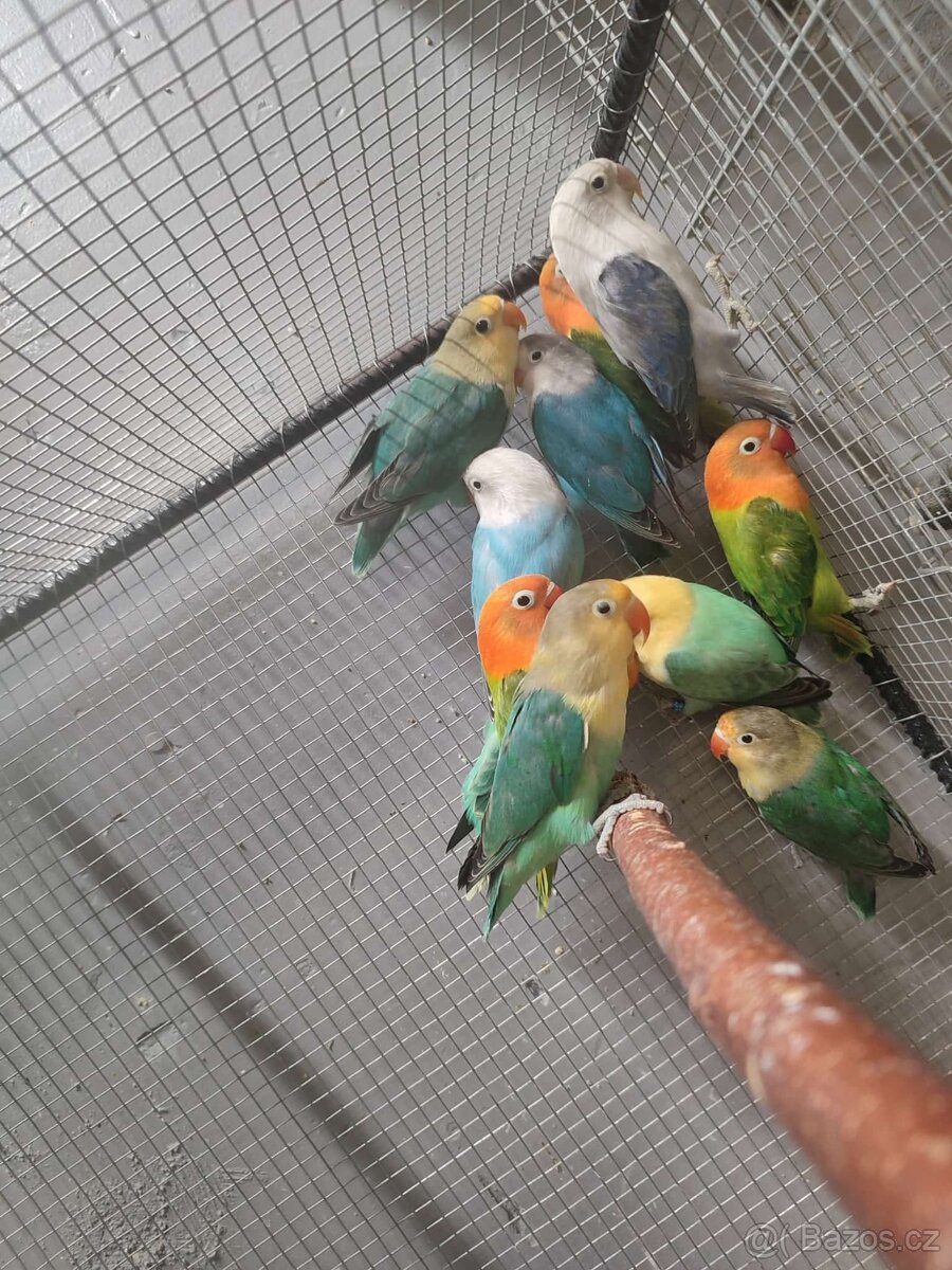 Agapornis ficheri - 13