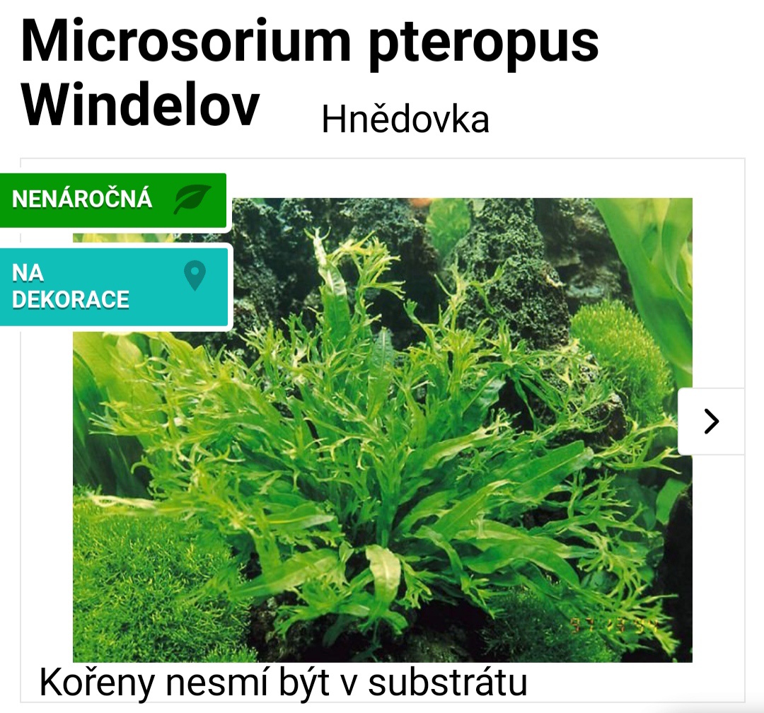 Akvarijní rostlinky a krevetky Red Cherry - 13