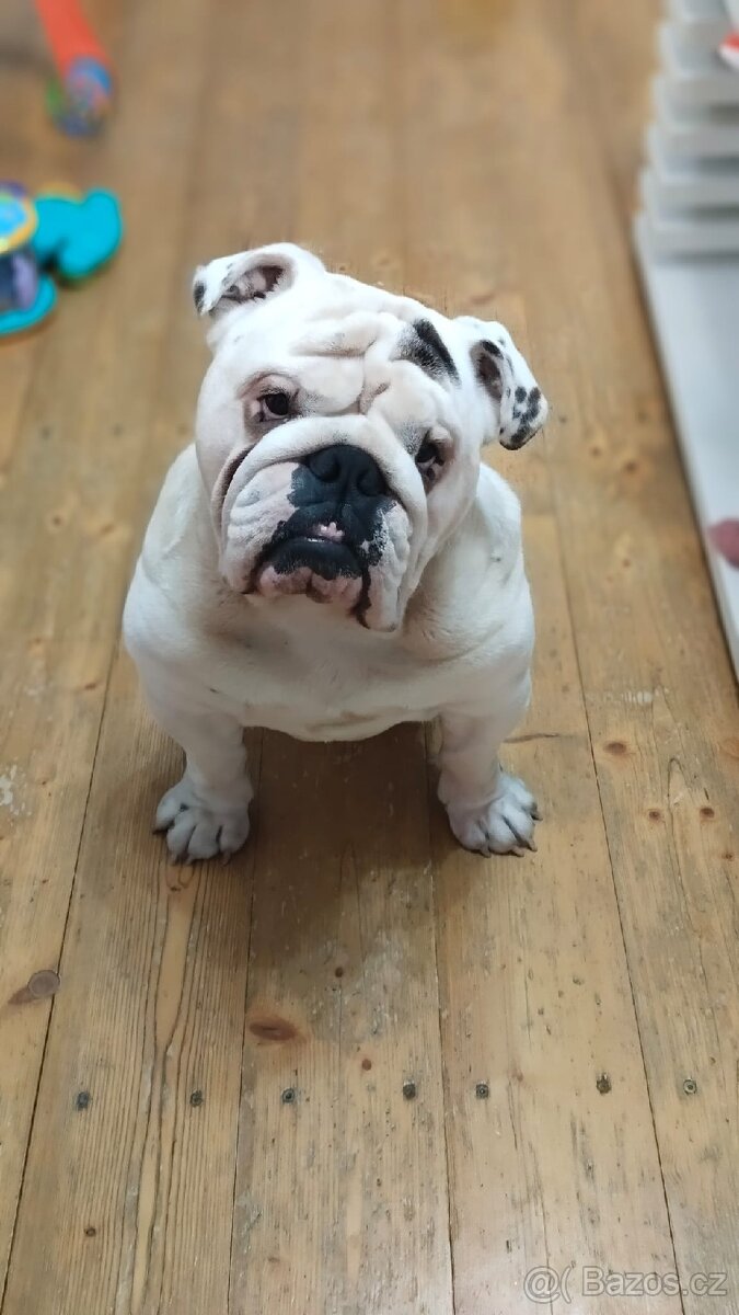 Anglický buldok ke krytí s PP - 13