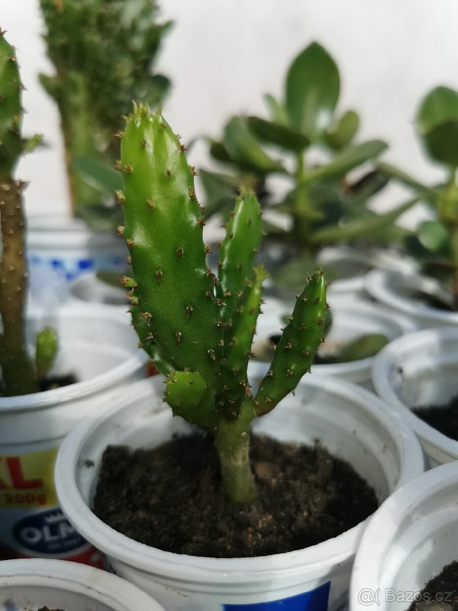 Sukulenty. kaktusy, tlustice, sansevierie, pokojové rostliny - 13