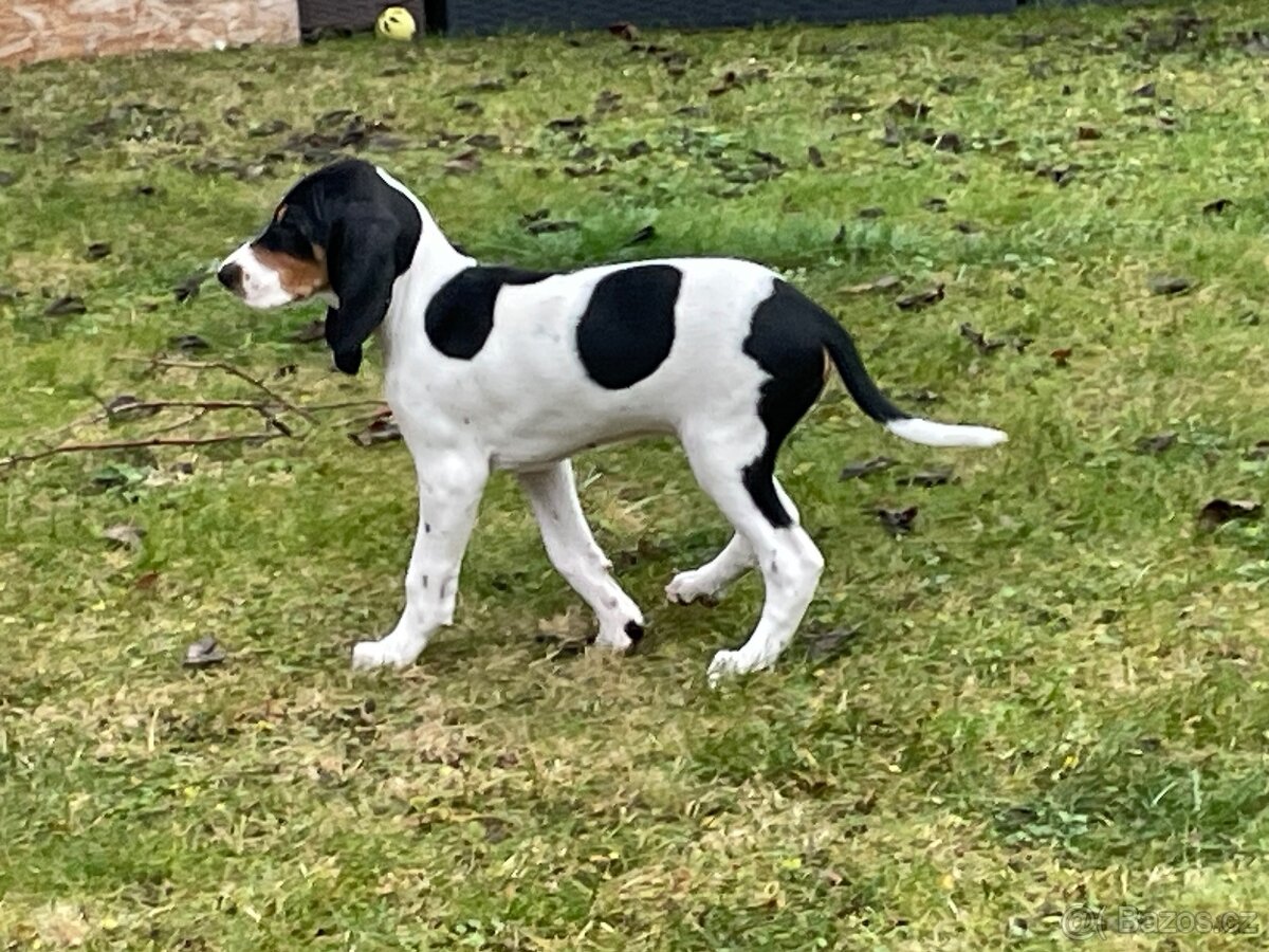Štěně fenka s PP ihned k odběru - 13