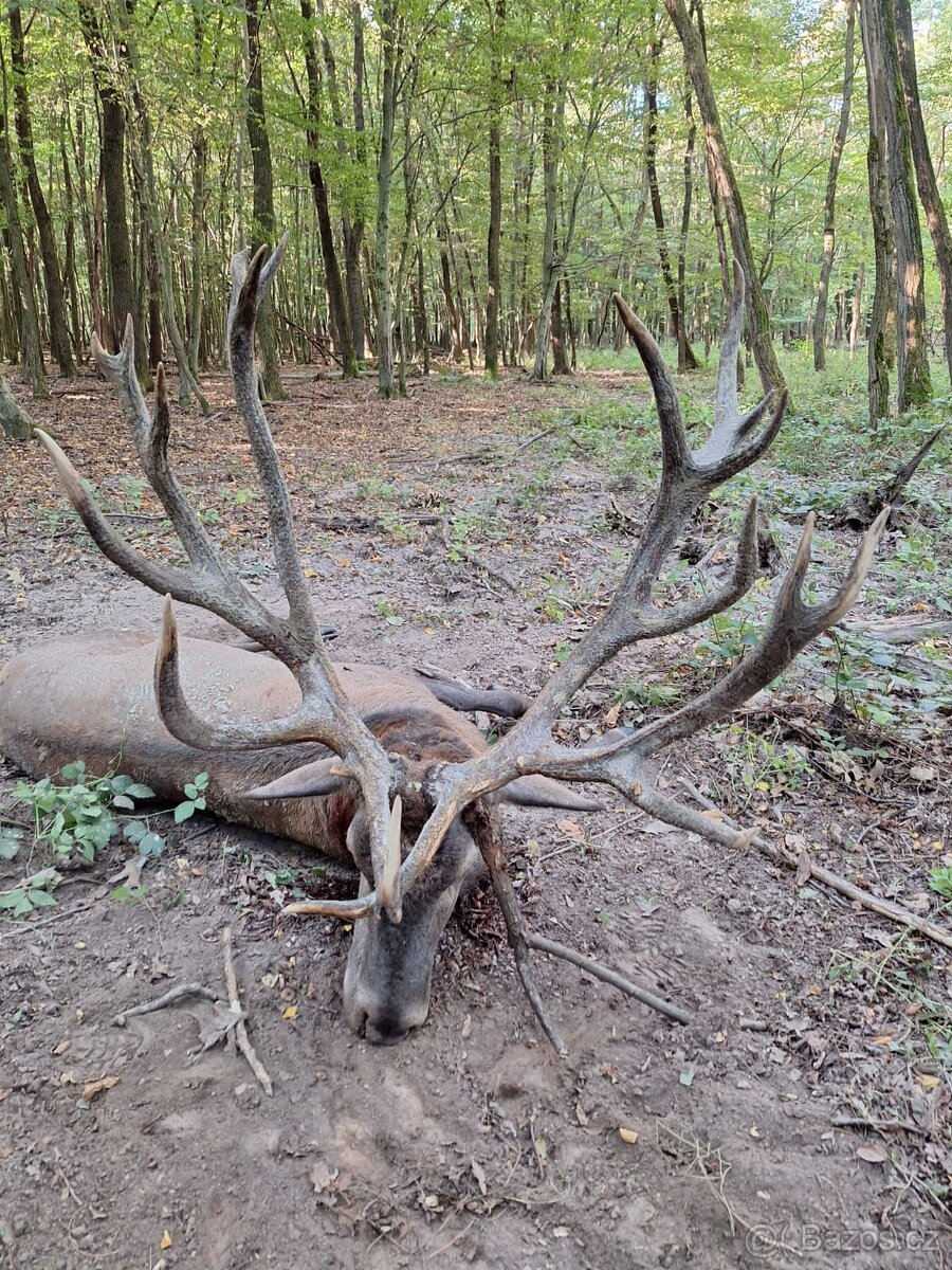 Polovačka v maďaesku - 13