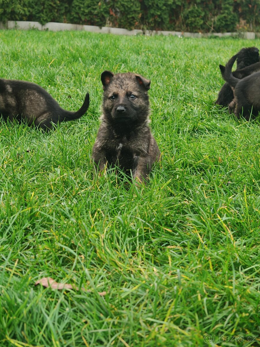 Německý ovčák s PP - 13