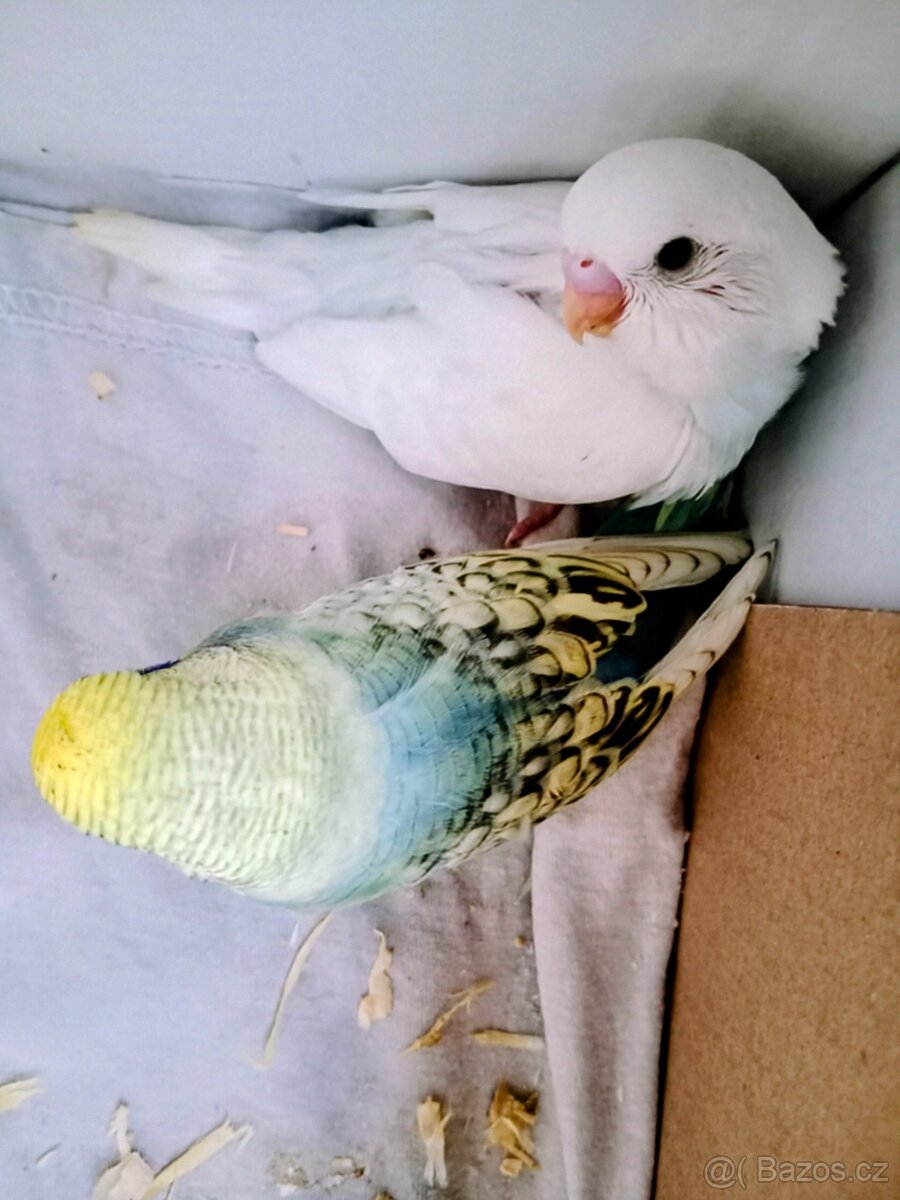 Andulka vlnkovaná - 13