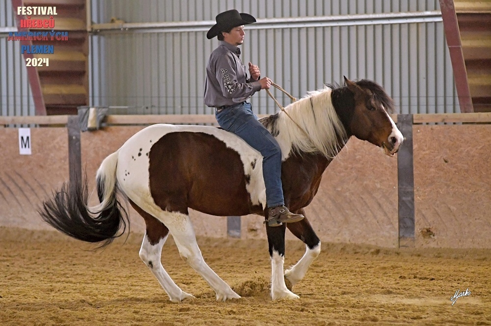 Fantastic Dj Valentin -připouštění homozygotní APH plemeník - 13