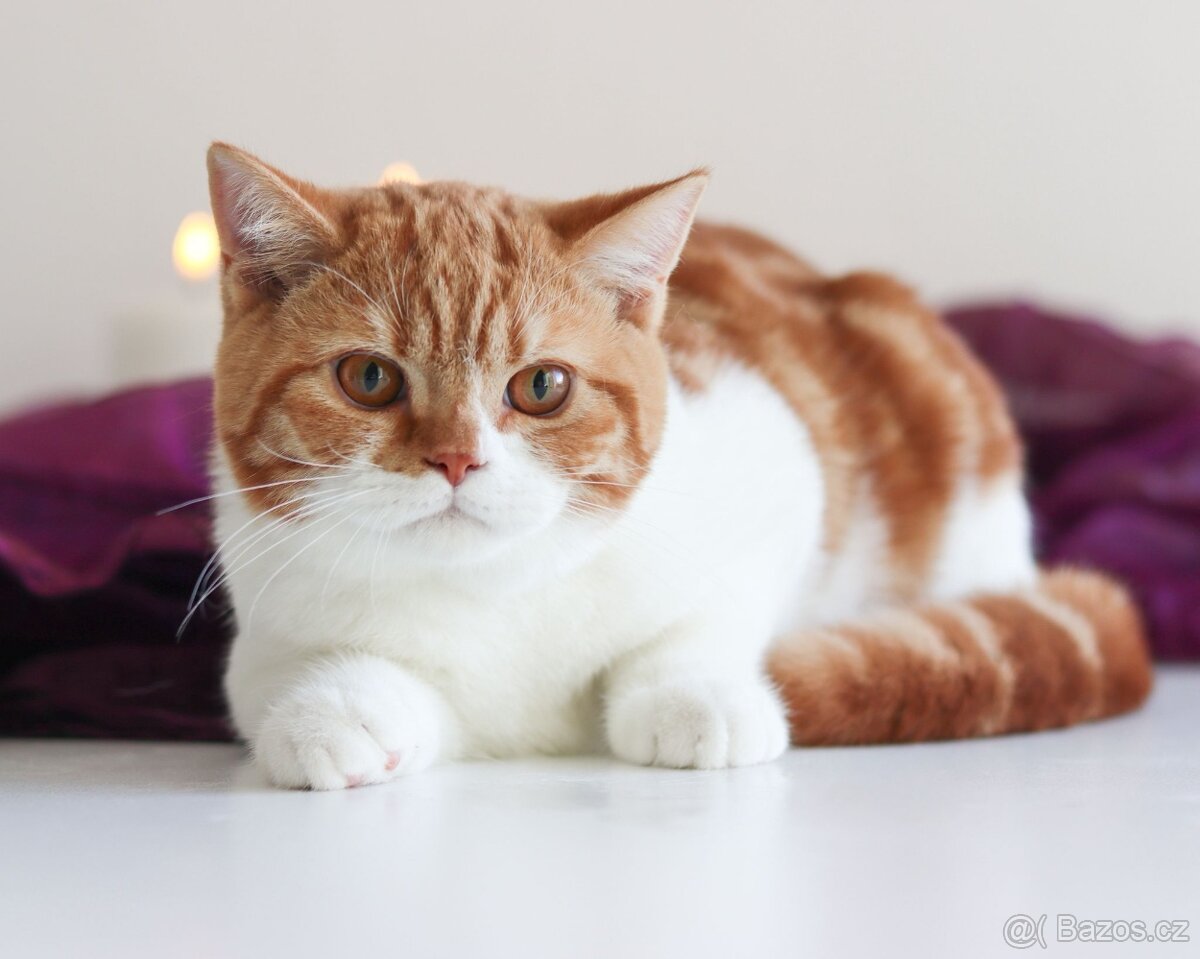 Britská koťátka s PP. K odběru. - 13