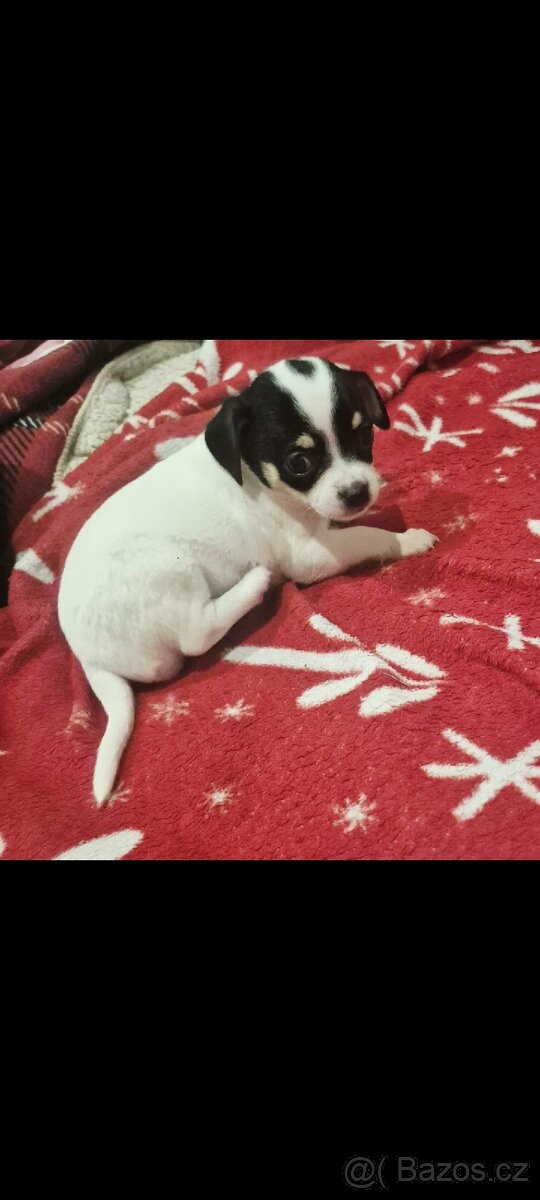 Čivava mini štěňata bez pp - 13