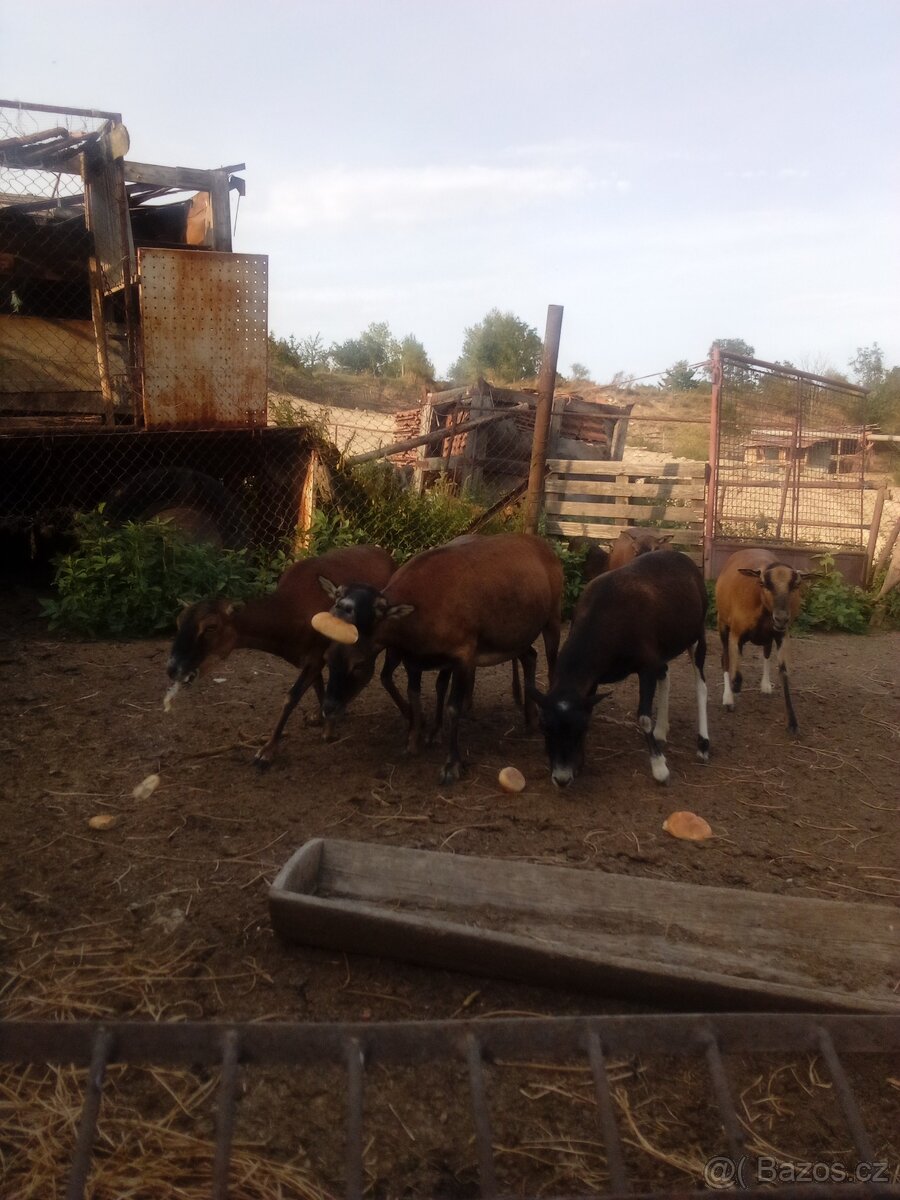 Prodám jehňata ovce kamerunske - 13