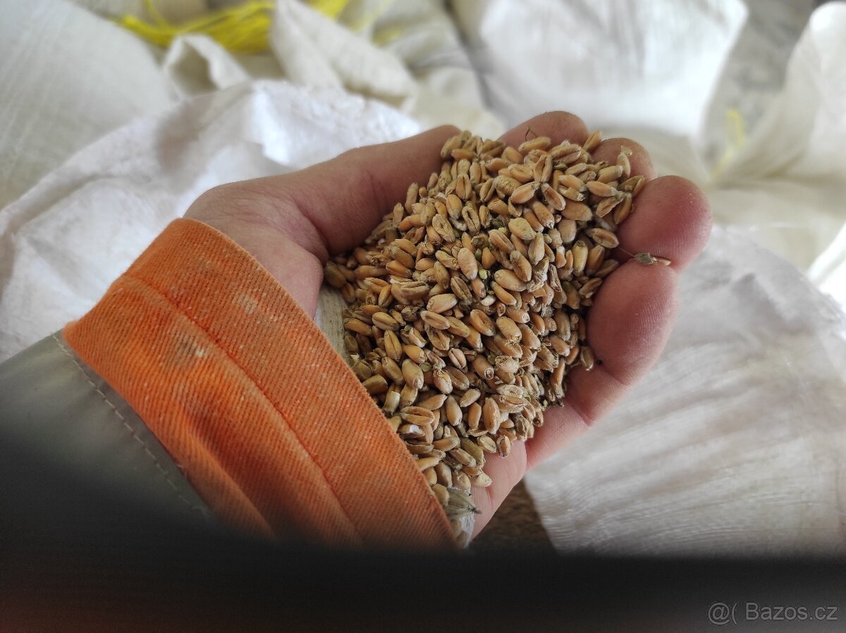 Pšenice - 13