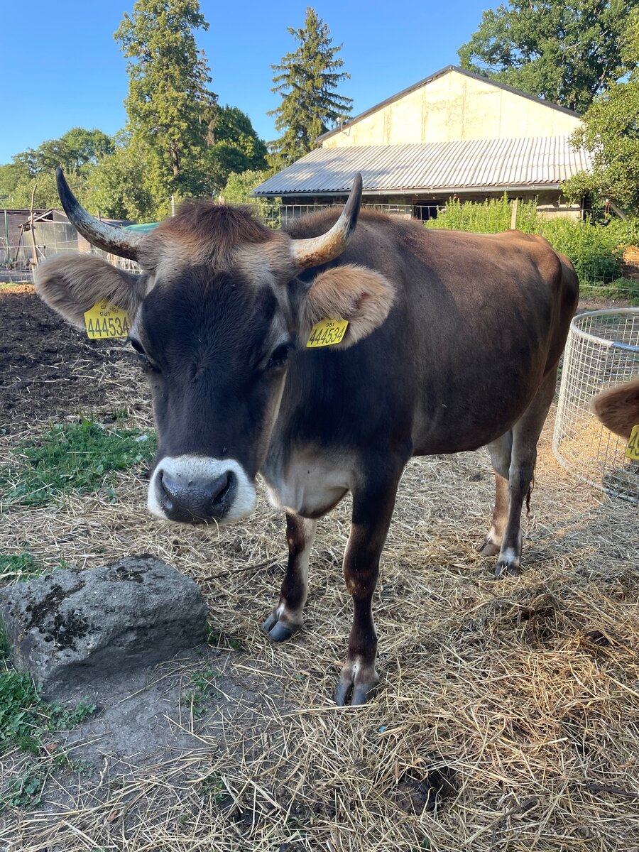 Jersey x Brown Swiss - 13