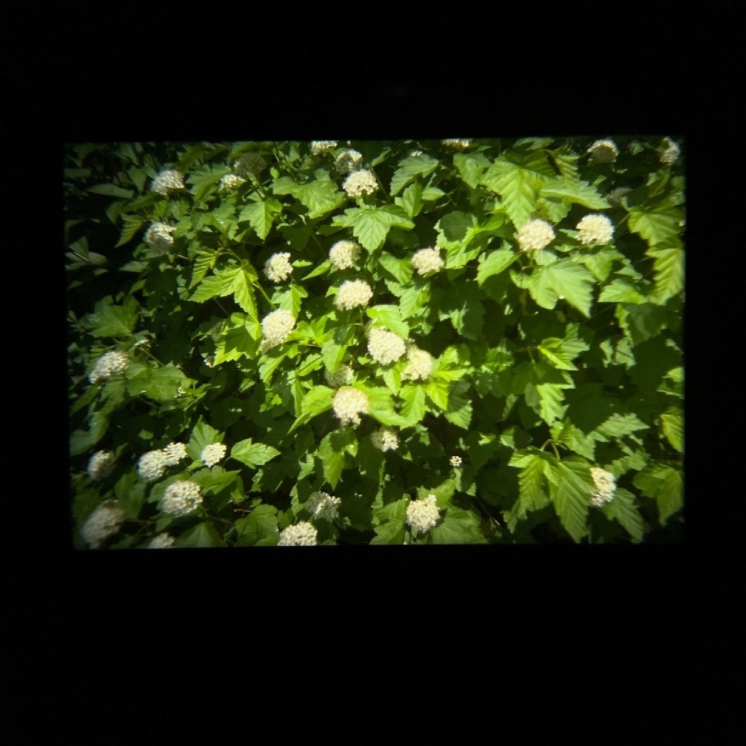 Canon AE-1 Program + Soligor 35-70mm f/2.5-3.5 - 13