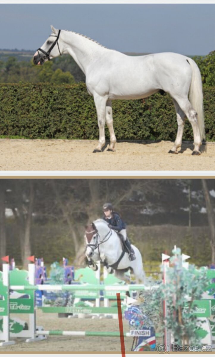Prodáme 1,5 letou klisnu Českého teplokrevníka, ČT - 13