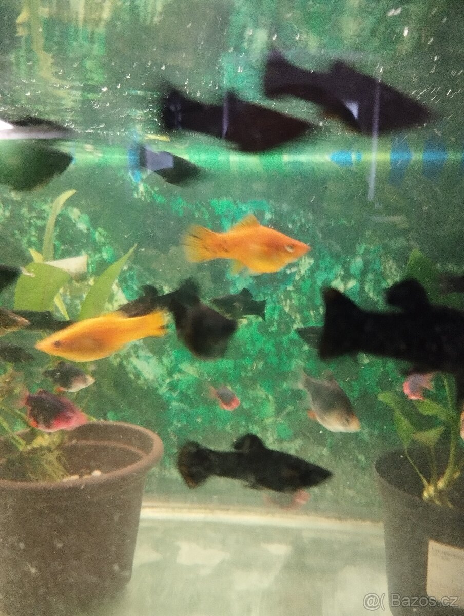 akvarijní rybičky prodej ze dvora - 13
