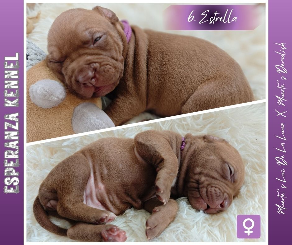 Americký pitbull teriér štěňata s PP - 13