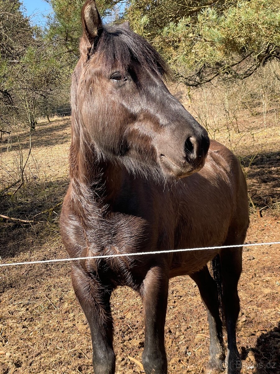 Milionový valach - 13