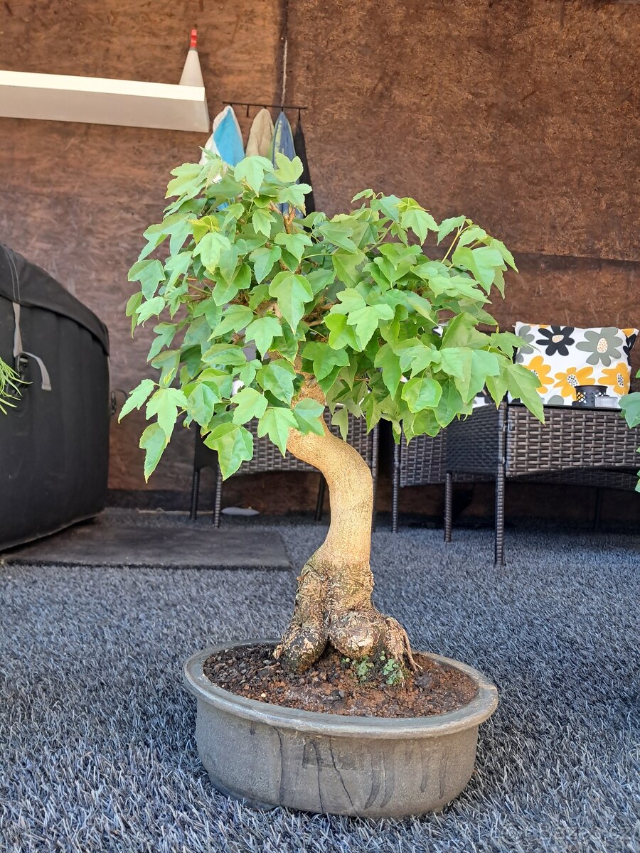 Bonsaj, bonsai - 13