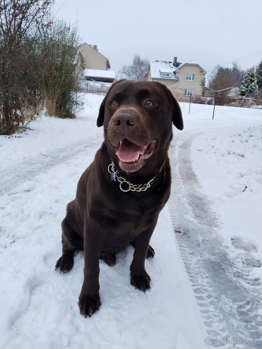 Labradorský retrívr s PP - 13