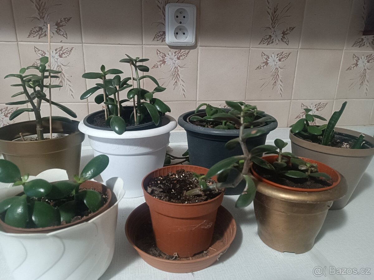 Prodám tlustice + palmy + jiné rostliny - 13