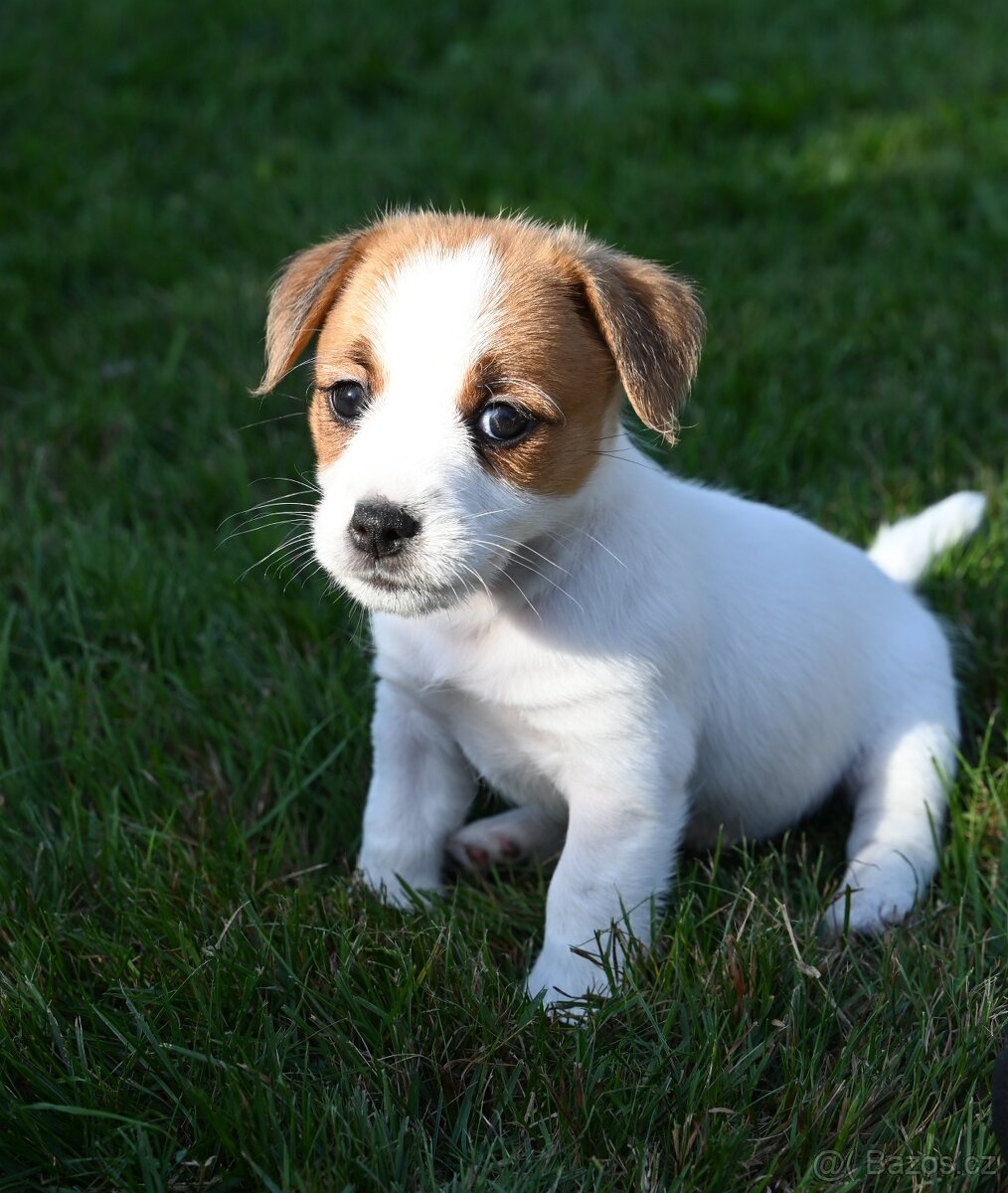 Jack Russell terier s PP - 13