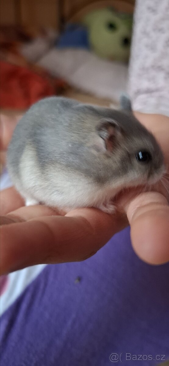 Křeček džungarský - 13