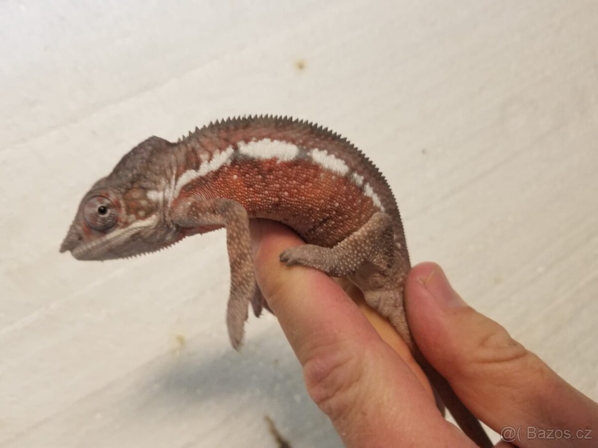 Chameleon pardáli Nosy be - 13
